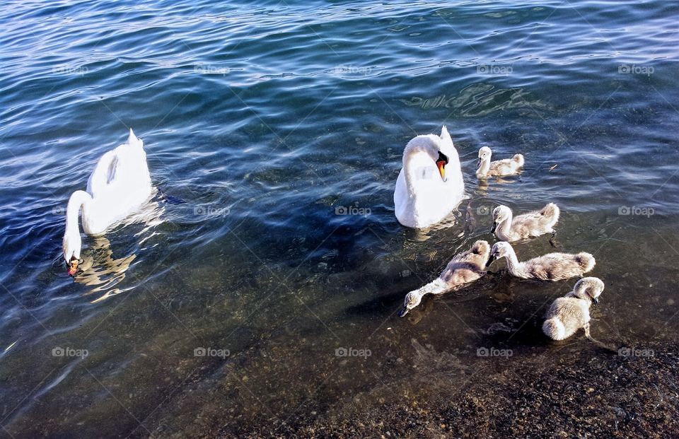 One big family of swans