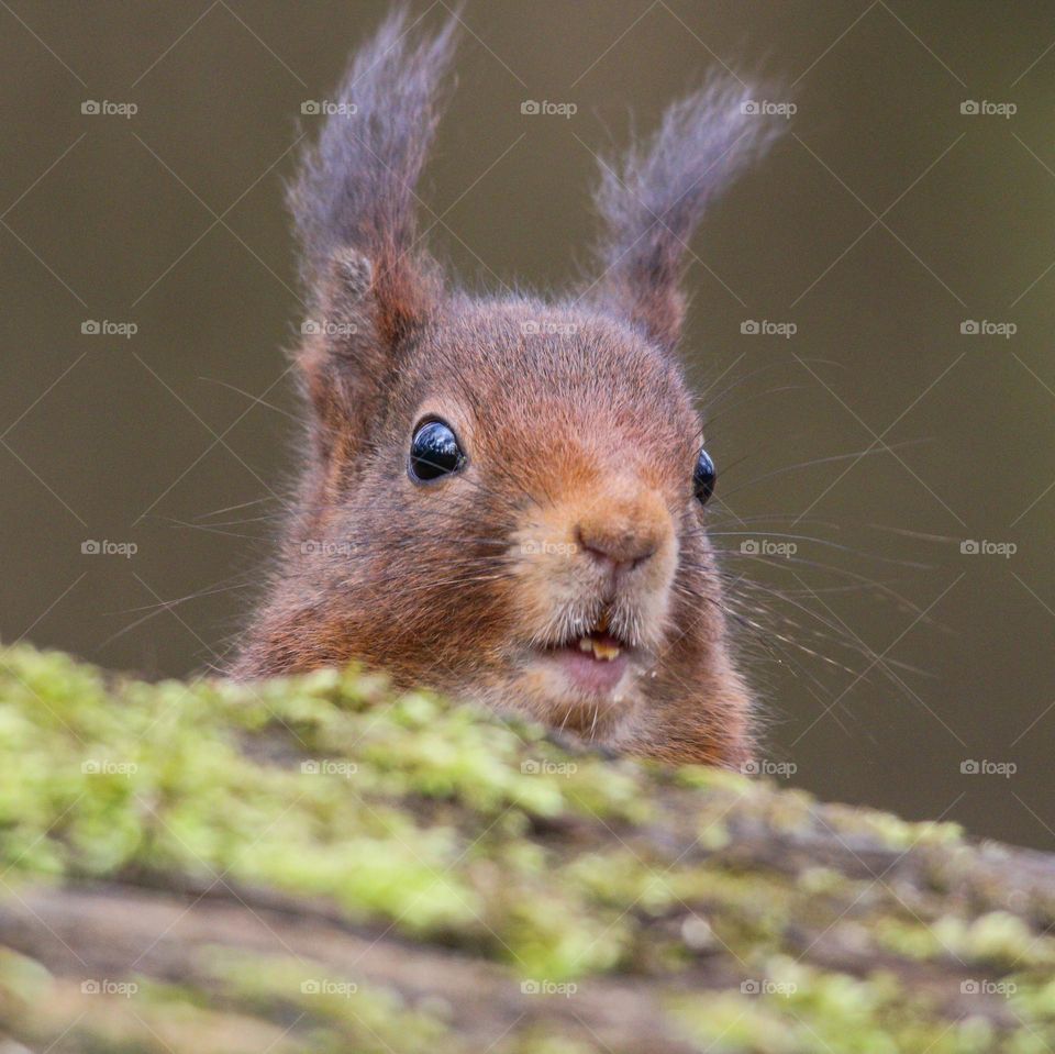 Red squirrel surprised face portrait