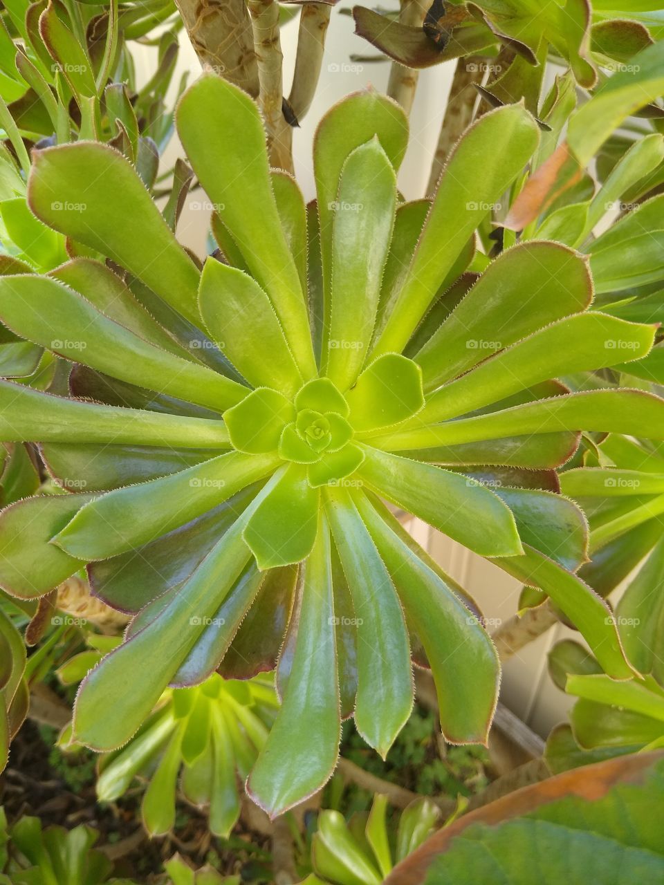 aeonium succulent