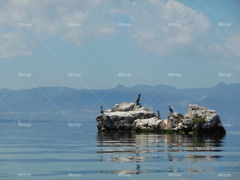 Birds on a rock