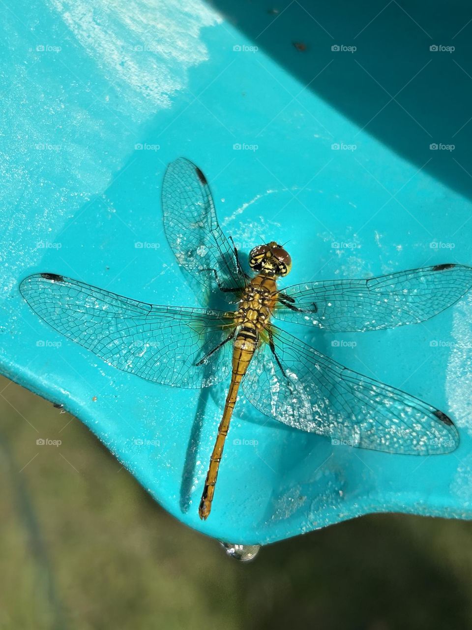 dragonfly