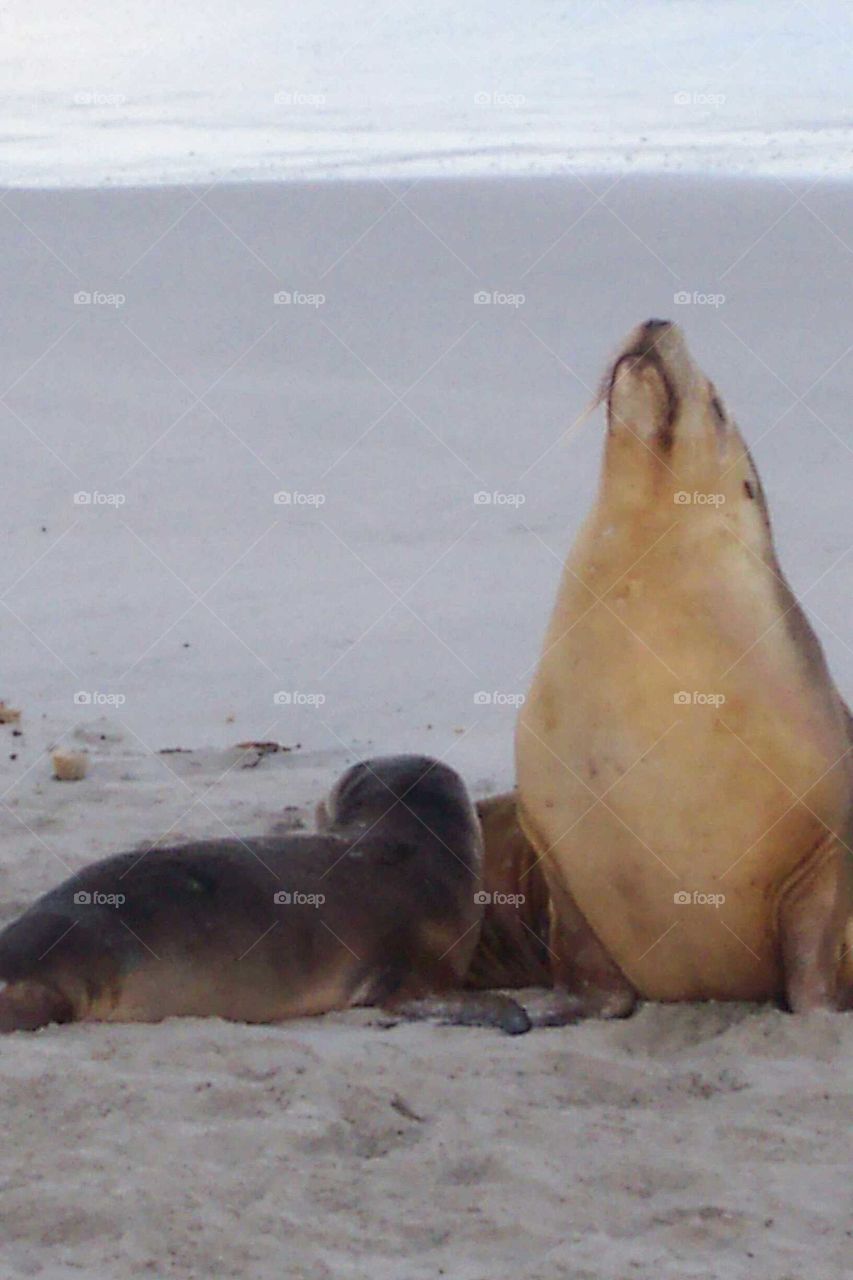 Sea Lions