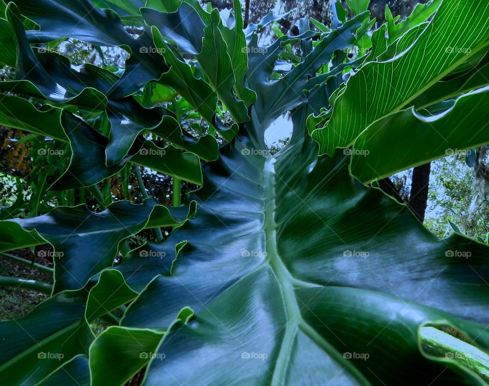 Close up a tropical leaf