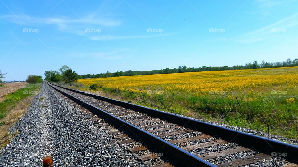 train tracks through a field of yellow wild flowers