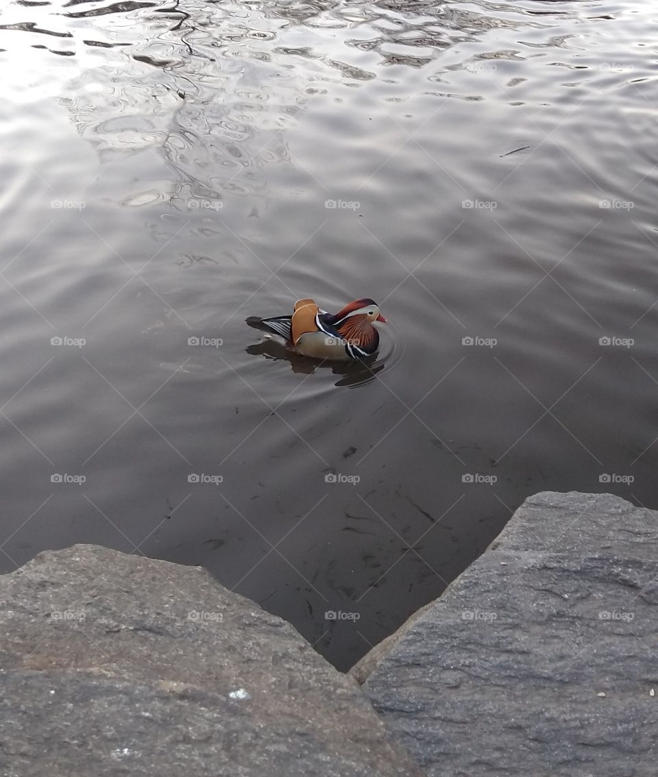 Special Mandarin Duck in NYC Central Park