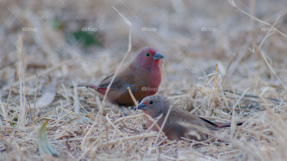 Firefinch looking for food in the grass 