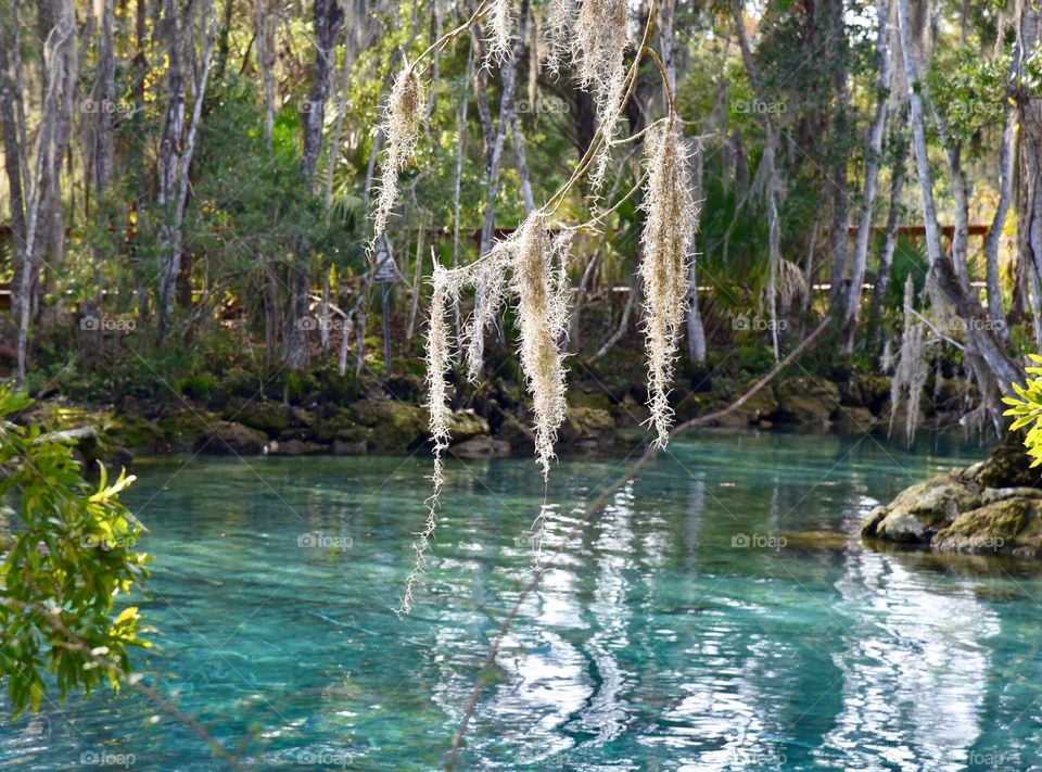 Moss Hangs Over Reflection