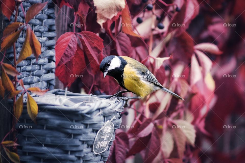Tit on a background of red autumn leaves