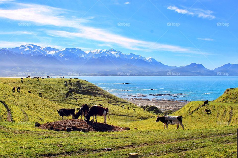 Cattles grazing on the grass