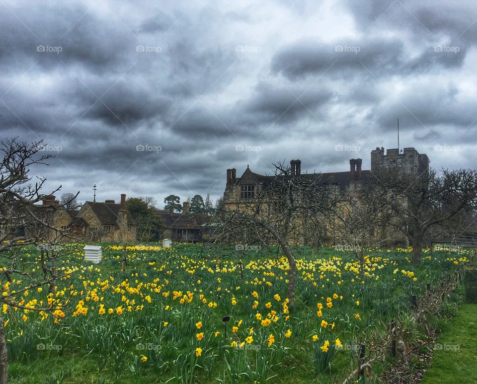 The daffodils at Hever Castle, Kent - the childhood home of Anne Boleyn. 