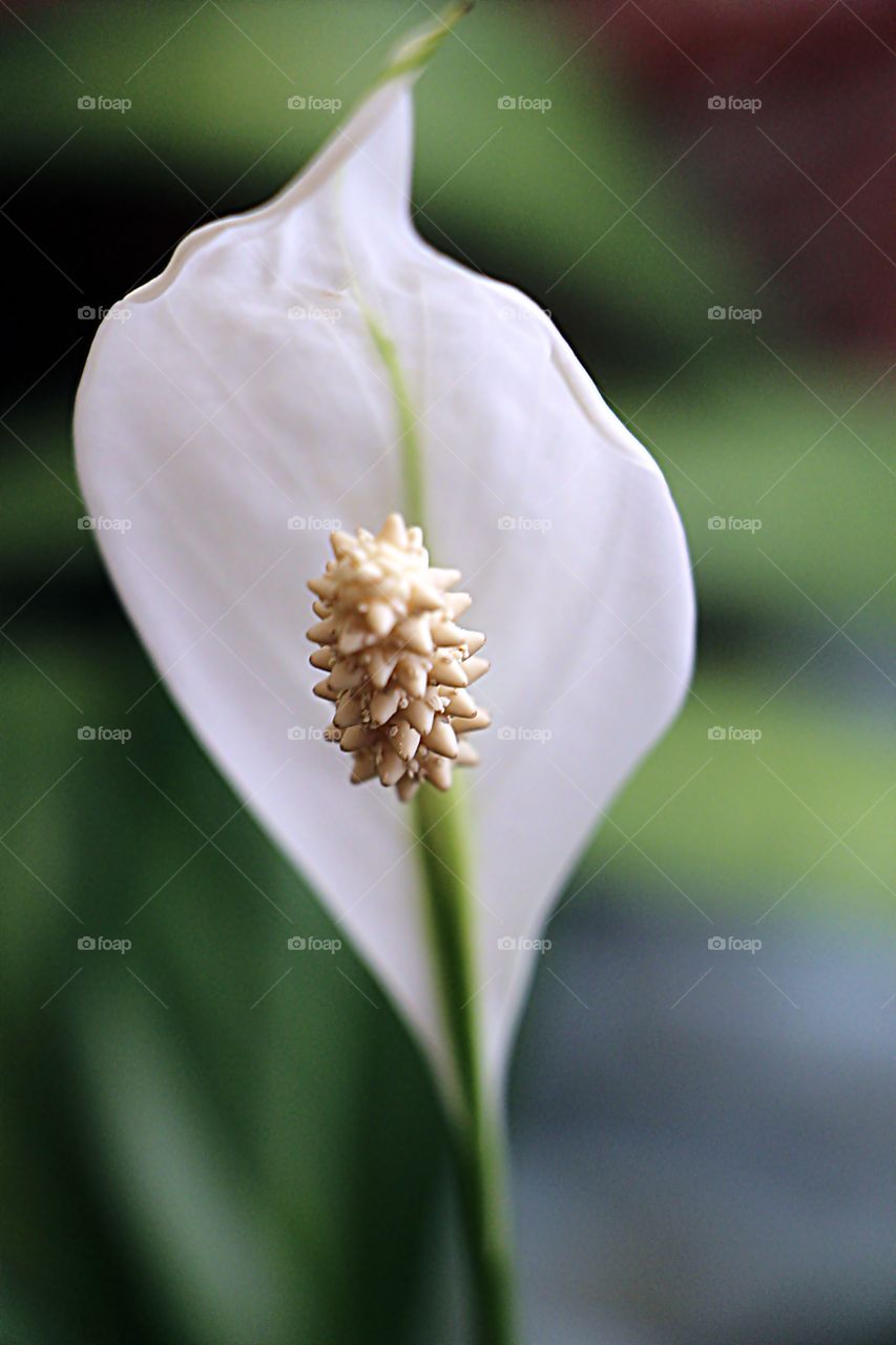 Peace Lily Flower.