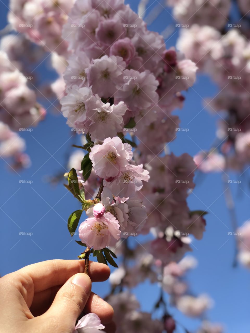 Touching cherryblossoms