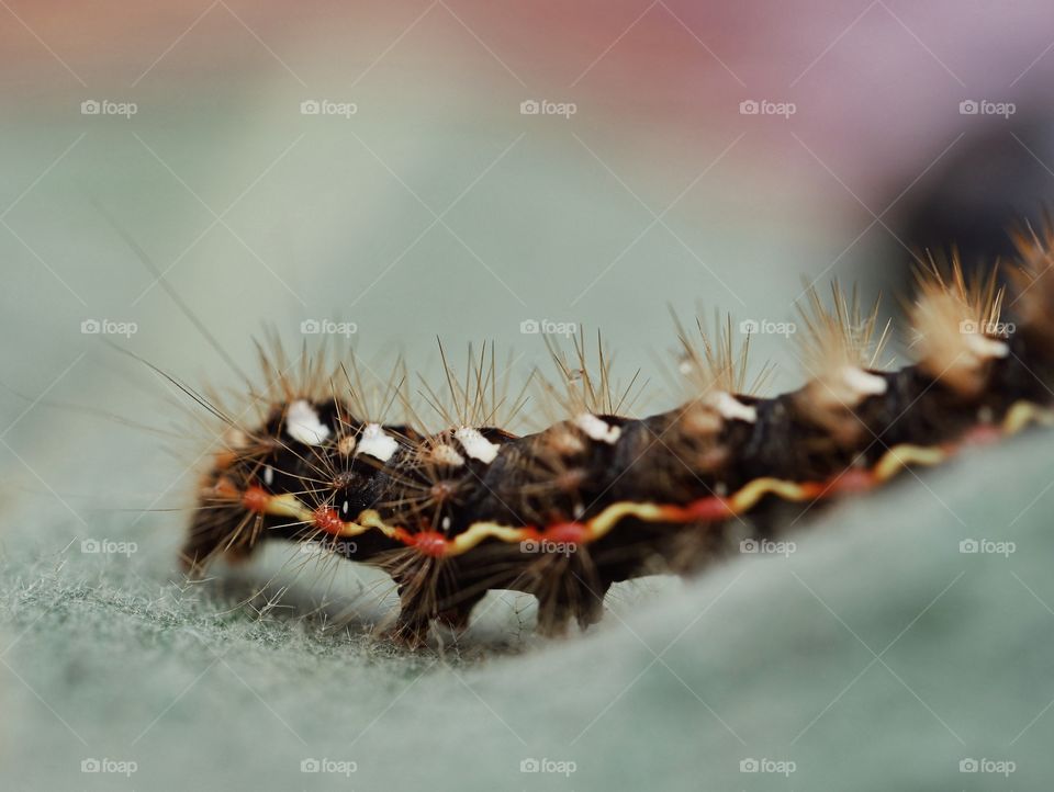 Caterpillar