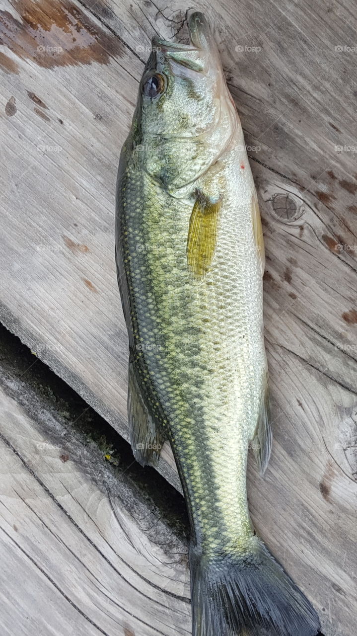 small largemouth