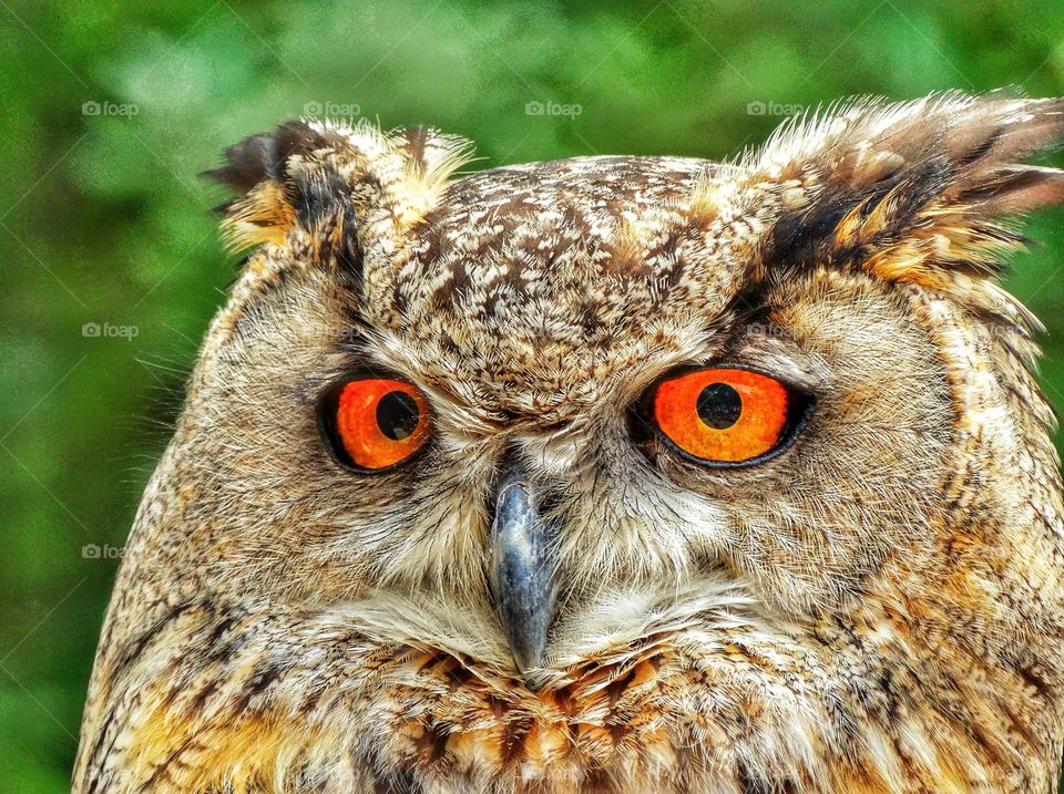 Horned Owl