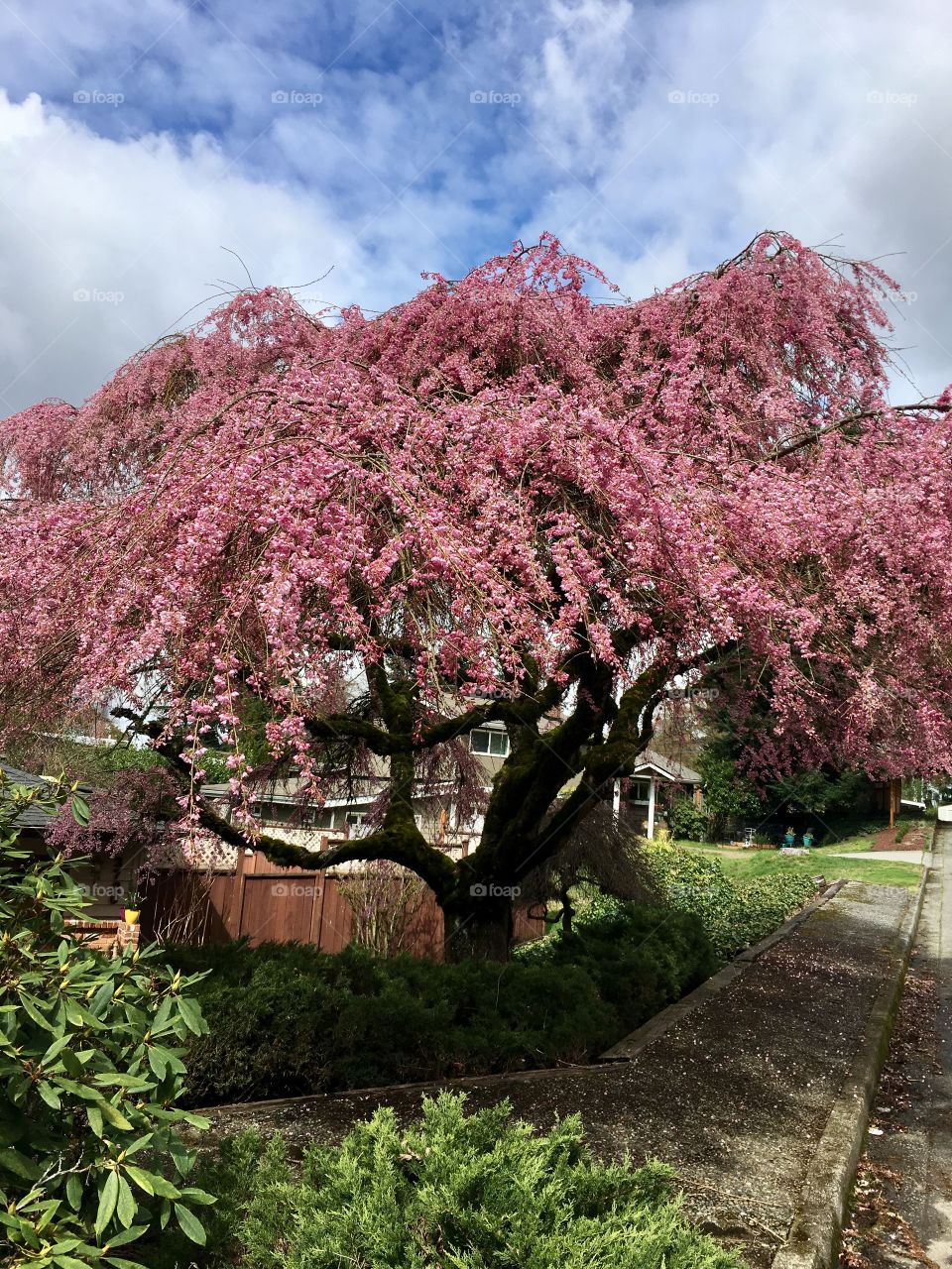 Cherry tree blossom ! 