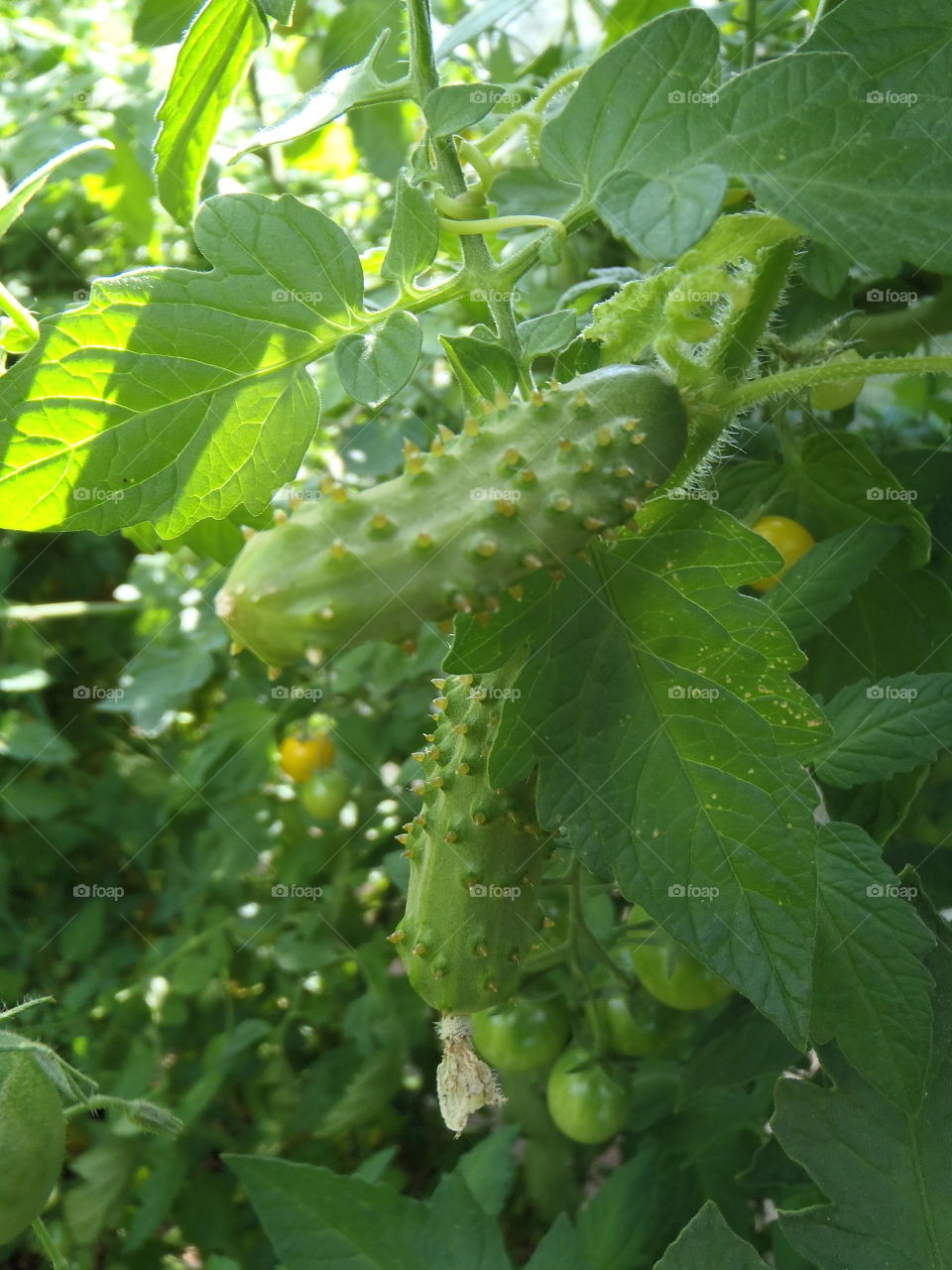 Green green cucumbers 