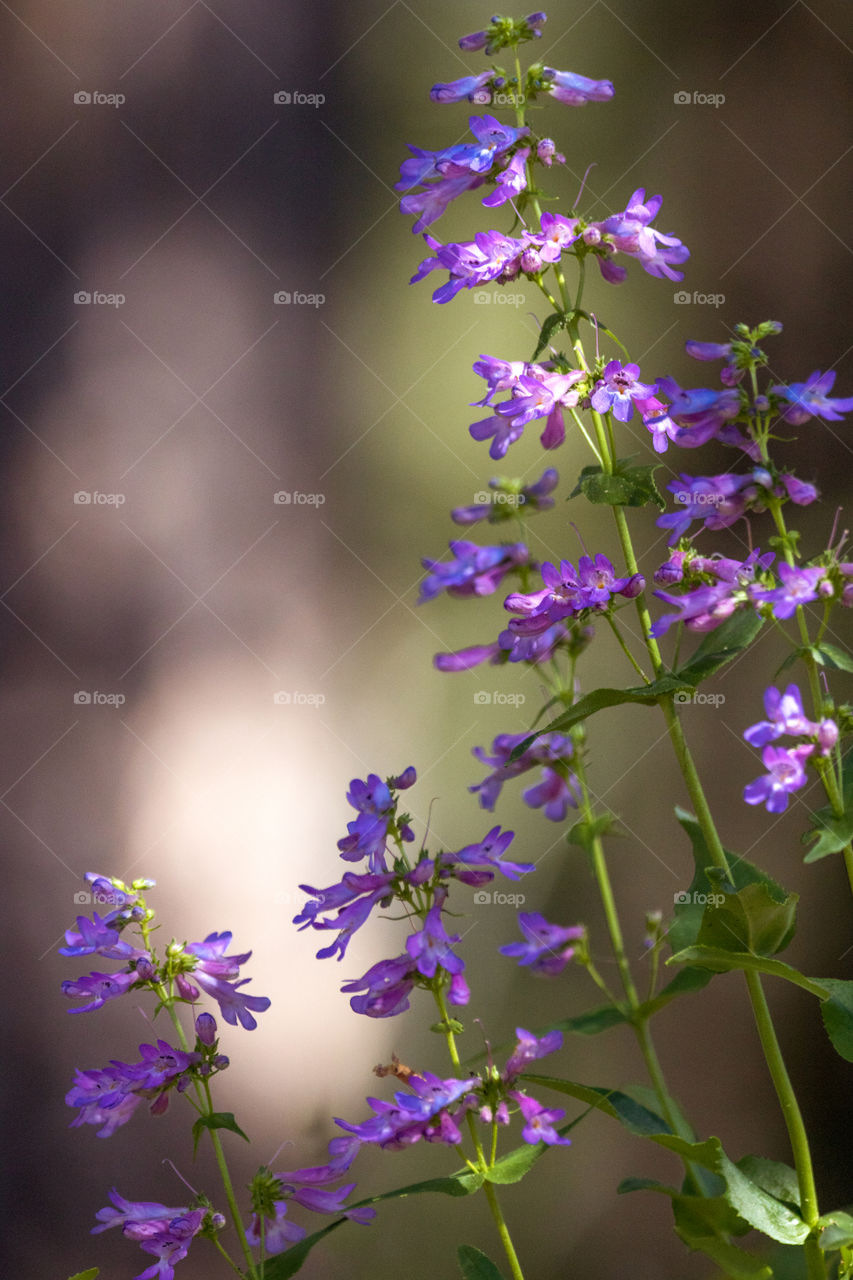 Wild mountain flowers 