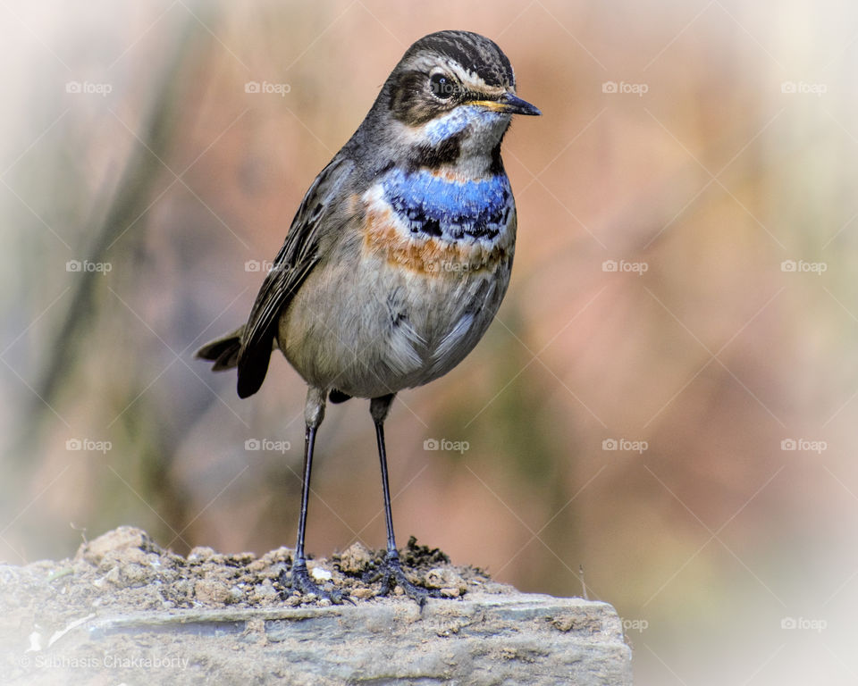 The Bluethroat Bird
(The bluethroat is a small passerine bird that was formerly classed as a member of the thrush family Turdidae, but is now more generally considered to be an Old World flycatcher, Muscicapidae. 

Scientific name: Luscinia svecica

Higher classification: Luscinia

Did you know: A small robin-like bird, the male is unmistakable in spring with his bright blue throat, bordered below with bands of black, white and chestnut. 