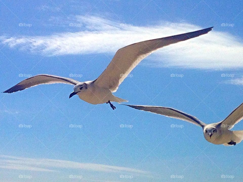 Sea gulls hovering over the Ocean