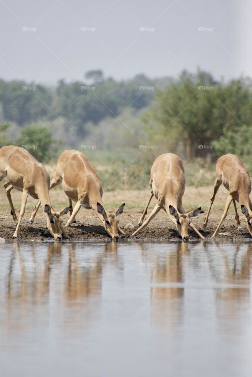 Impala drinking from the water hole (better known as bush goats)