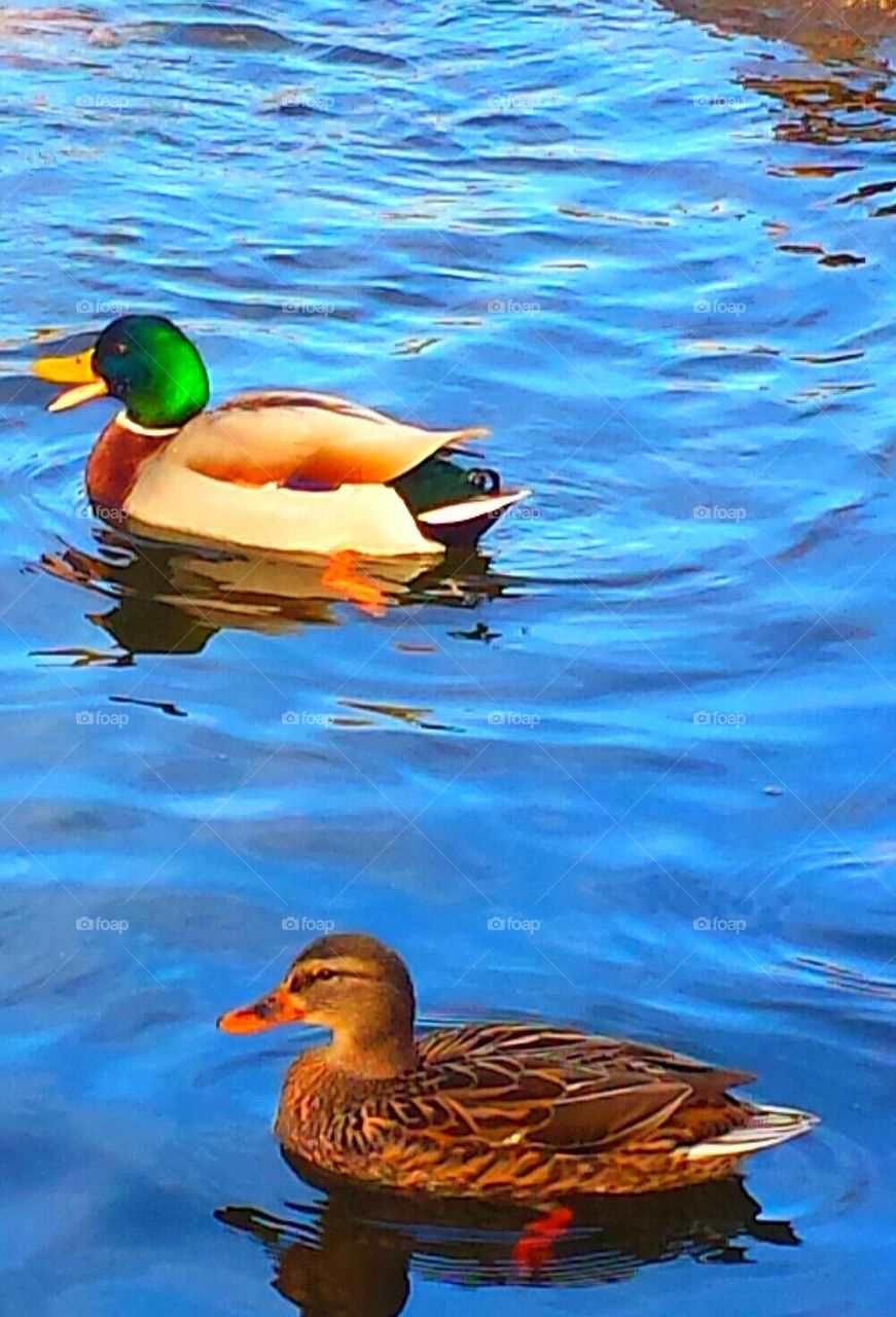 "Mallard Ducks"