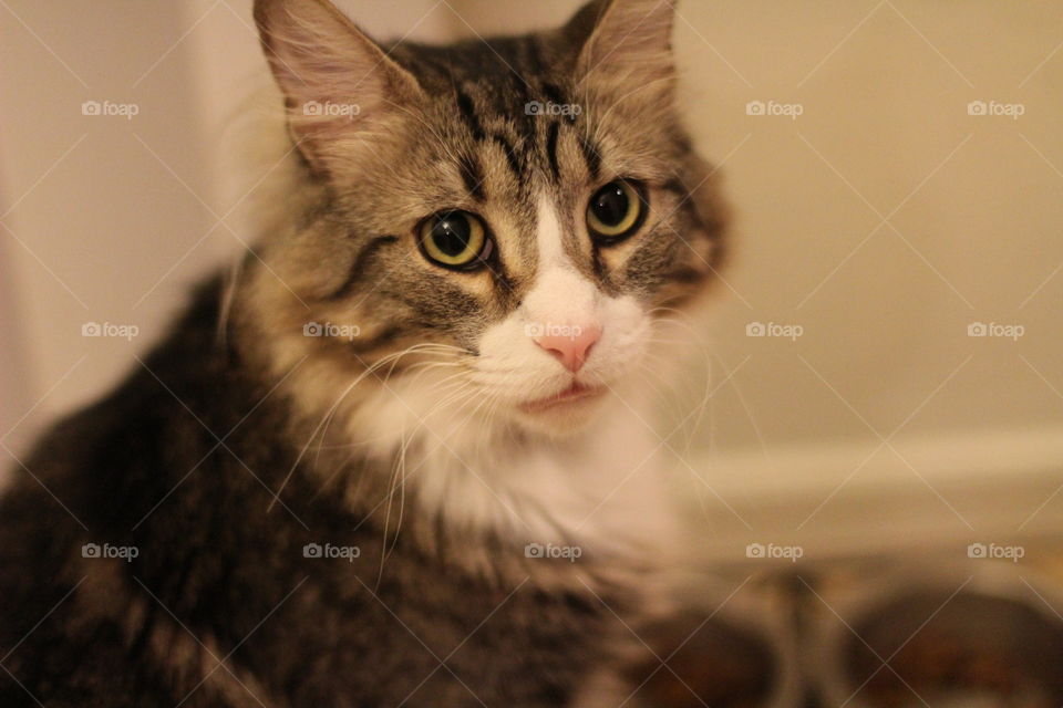 Ziggy making a funny face