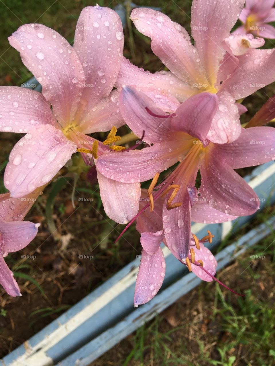 I love this time of year I hate to see it coming to an end. Rain drops on the petals 