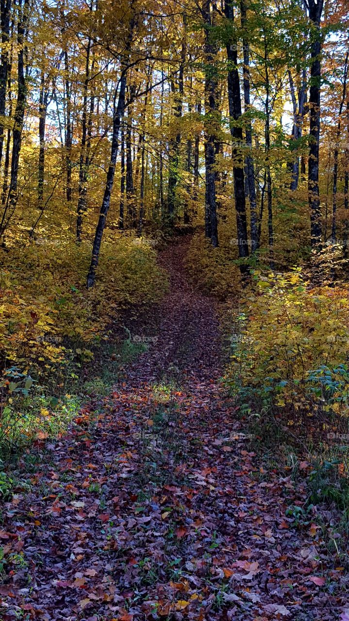 autumn pathway through the yellow forest