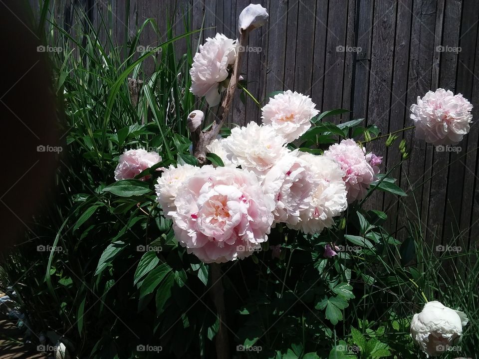 Beautiful Peonies bloomed right before summer. Lovely pink flowers blooming to greet the world