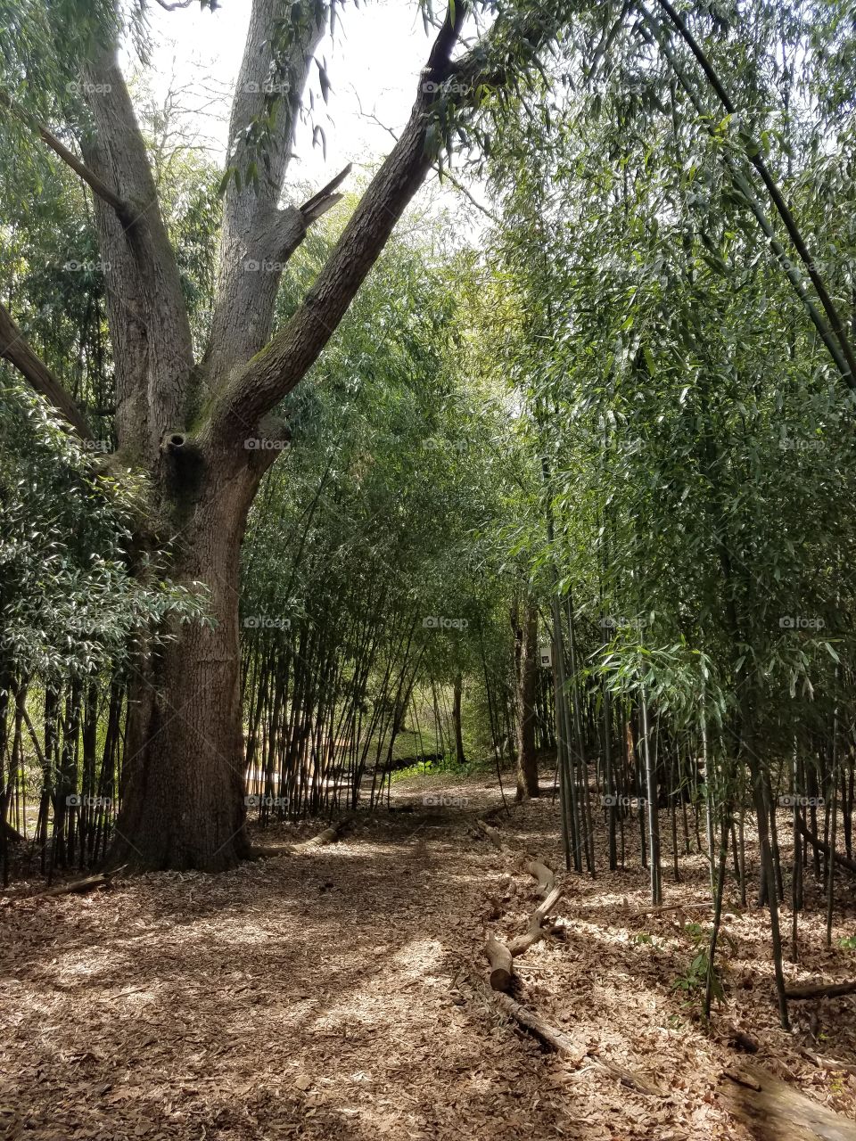 bamboo forest