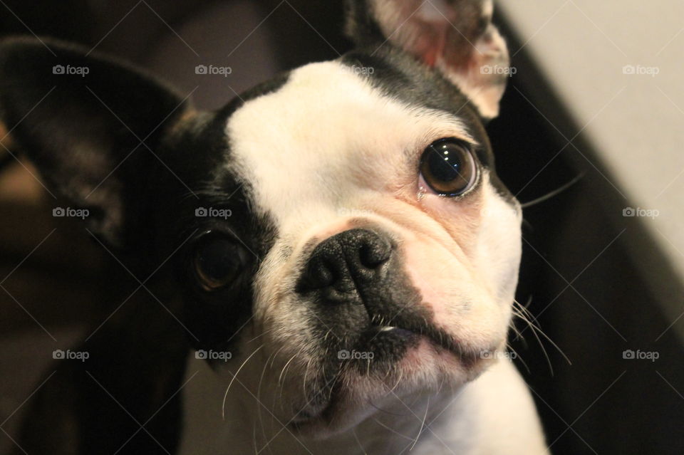 Closeup of my adorable black and white puppy with the classic Boston terrier head tilt. This was in response to, “Puppy want to go to the park?”