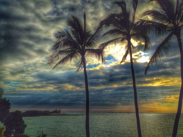 Silhouette of palm trees at sea during sunset