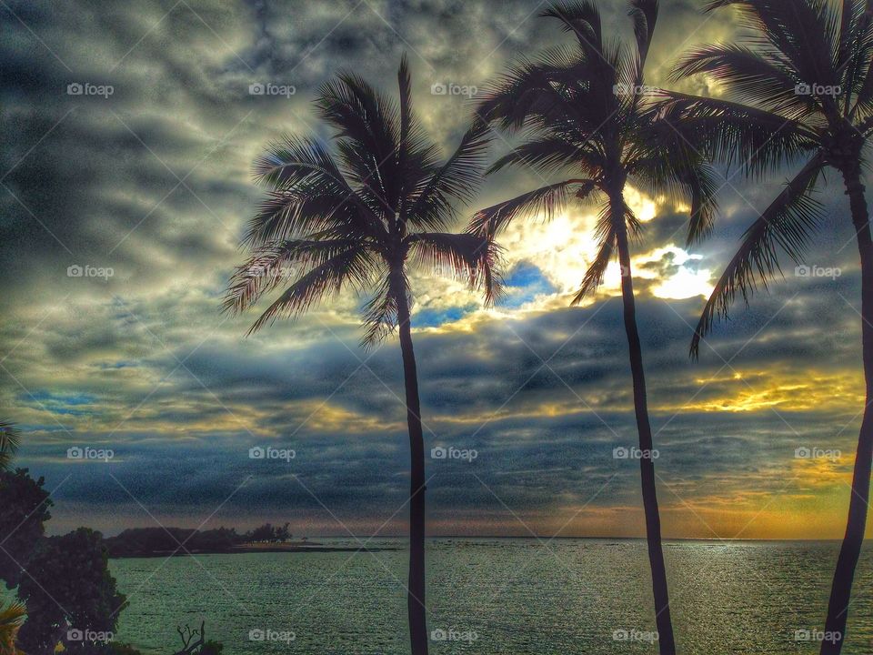 Silhouette of palm trees at sea during sunset