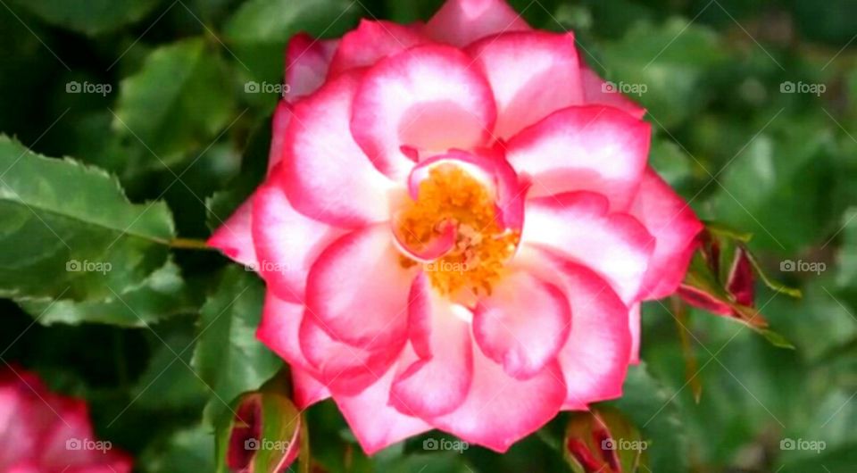 rose flower