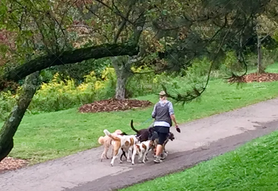 Dog Walker