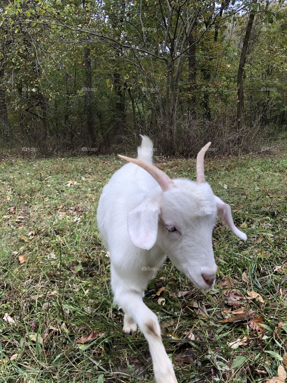 A white goat out in the woods looking for tasty food.