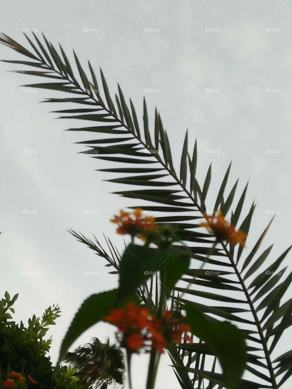 Beautiful flower and a palm tree.