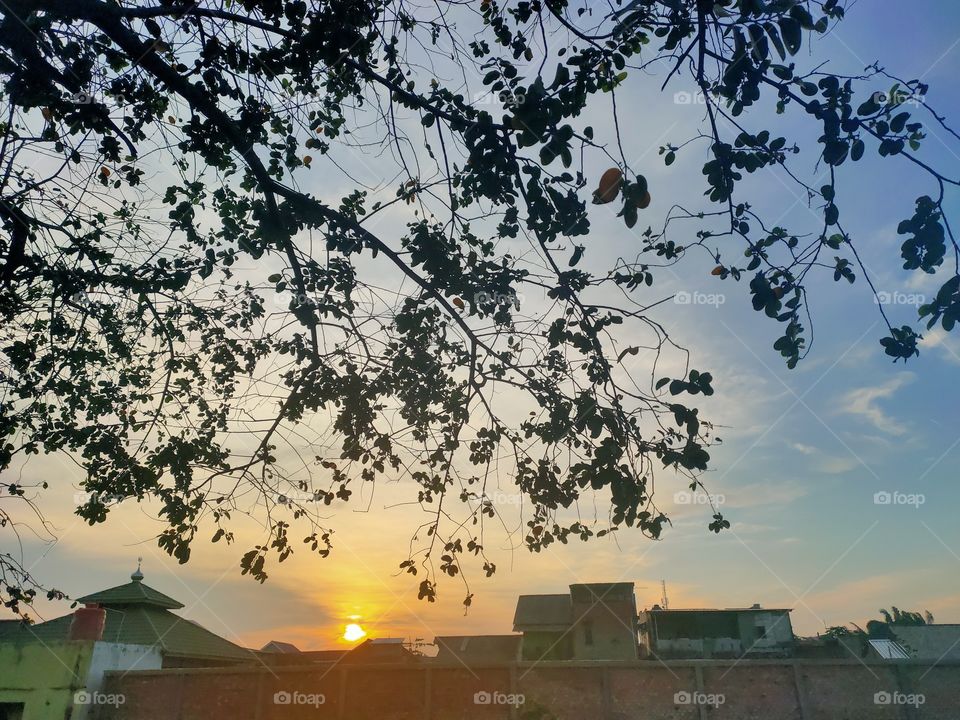 take shelter under a tree while watching the sunset