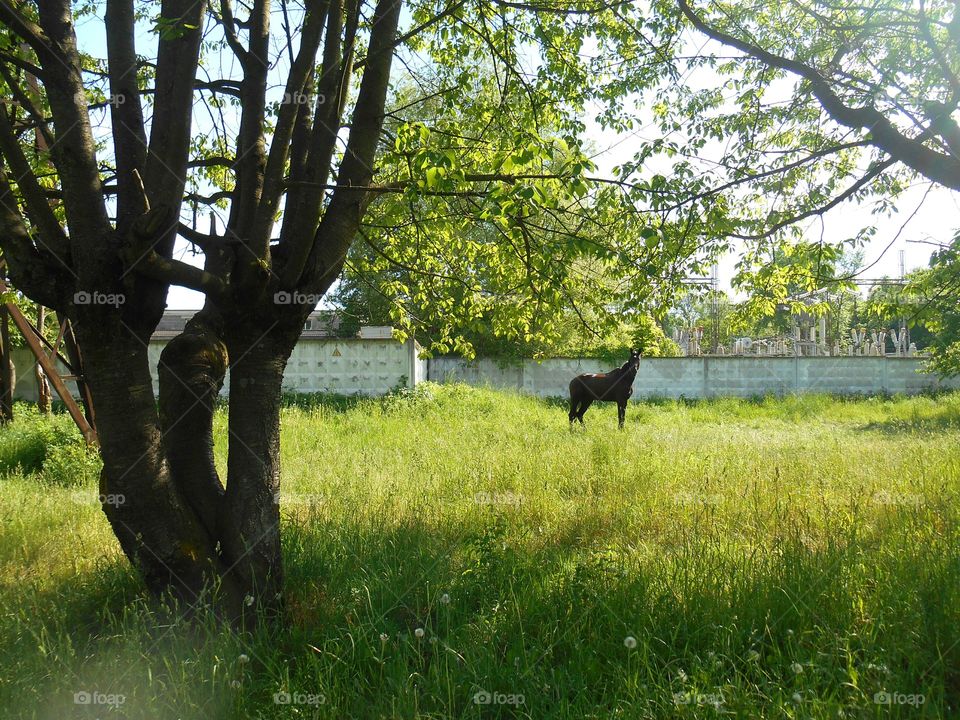 Mammal, Tree, No Person, Grass, Nature