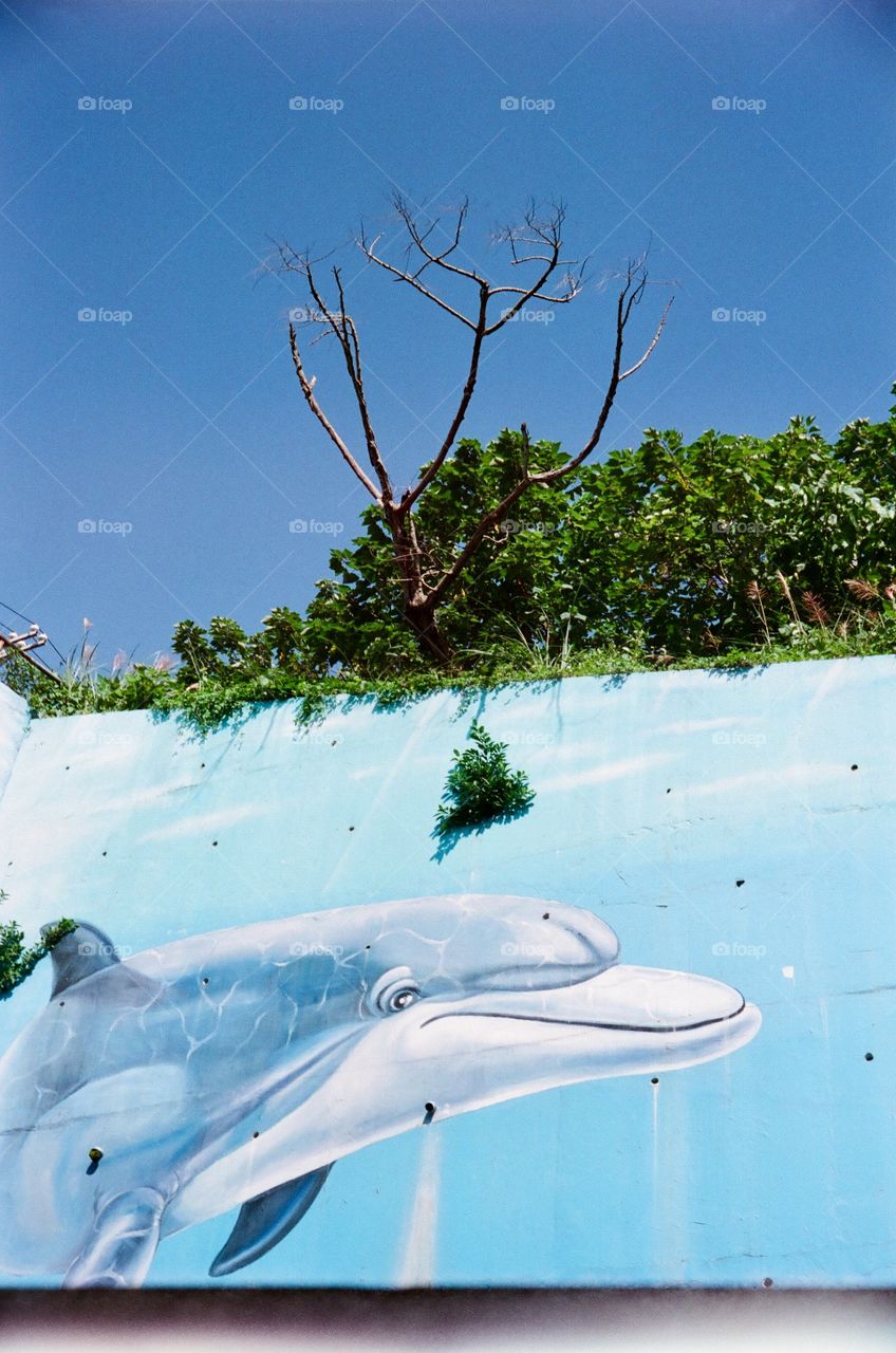 天藍到海豚🐬頭上長出樹了🌳#フィルム #Dolphin shared blue sky with #trees #Taiwan #filmphotography #StreetPhotography #KodakUltramax400 #Rollei35B #traveltheworld