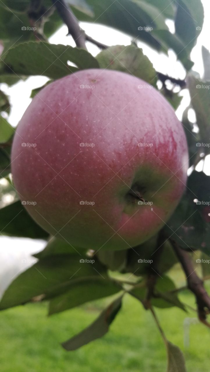 Apple