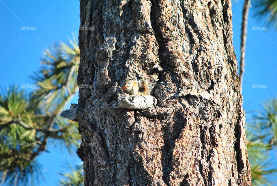 Chipmunk munching on food on a tree