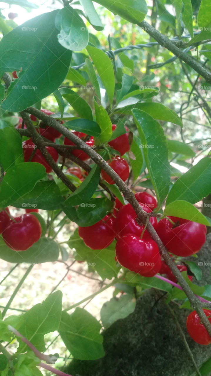 FRUIT TREE ACEROLA NATURE