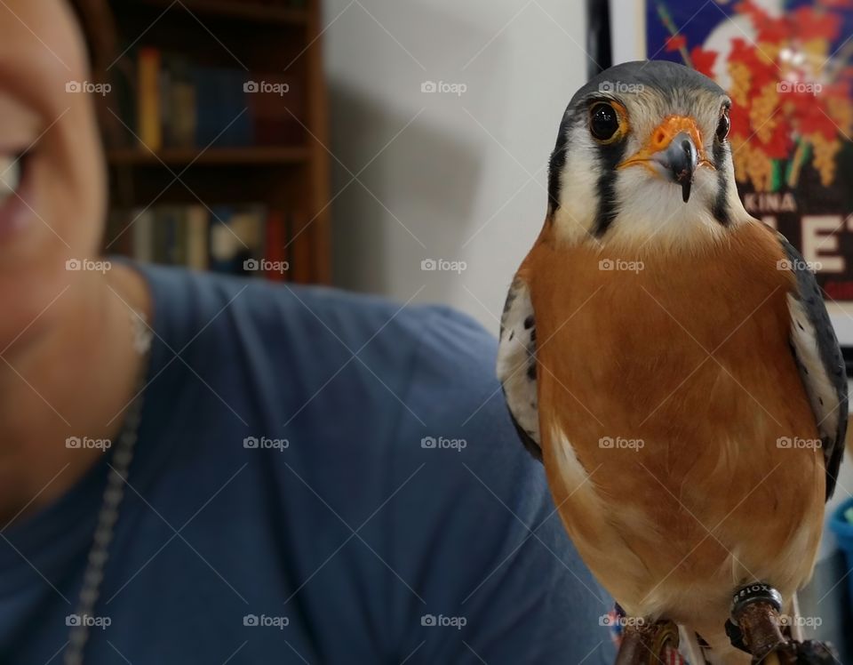 A woman holding a Kestrel in a library her hobby of rehabilitation of wild birds and the education of the public