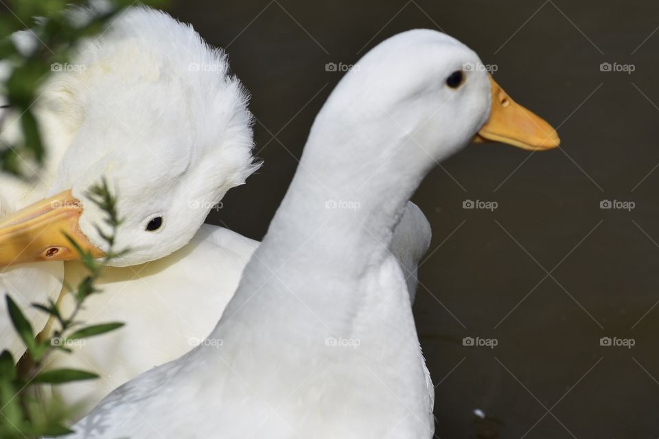 White Ducks