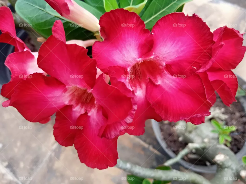 Red beauty