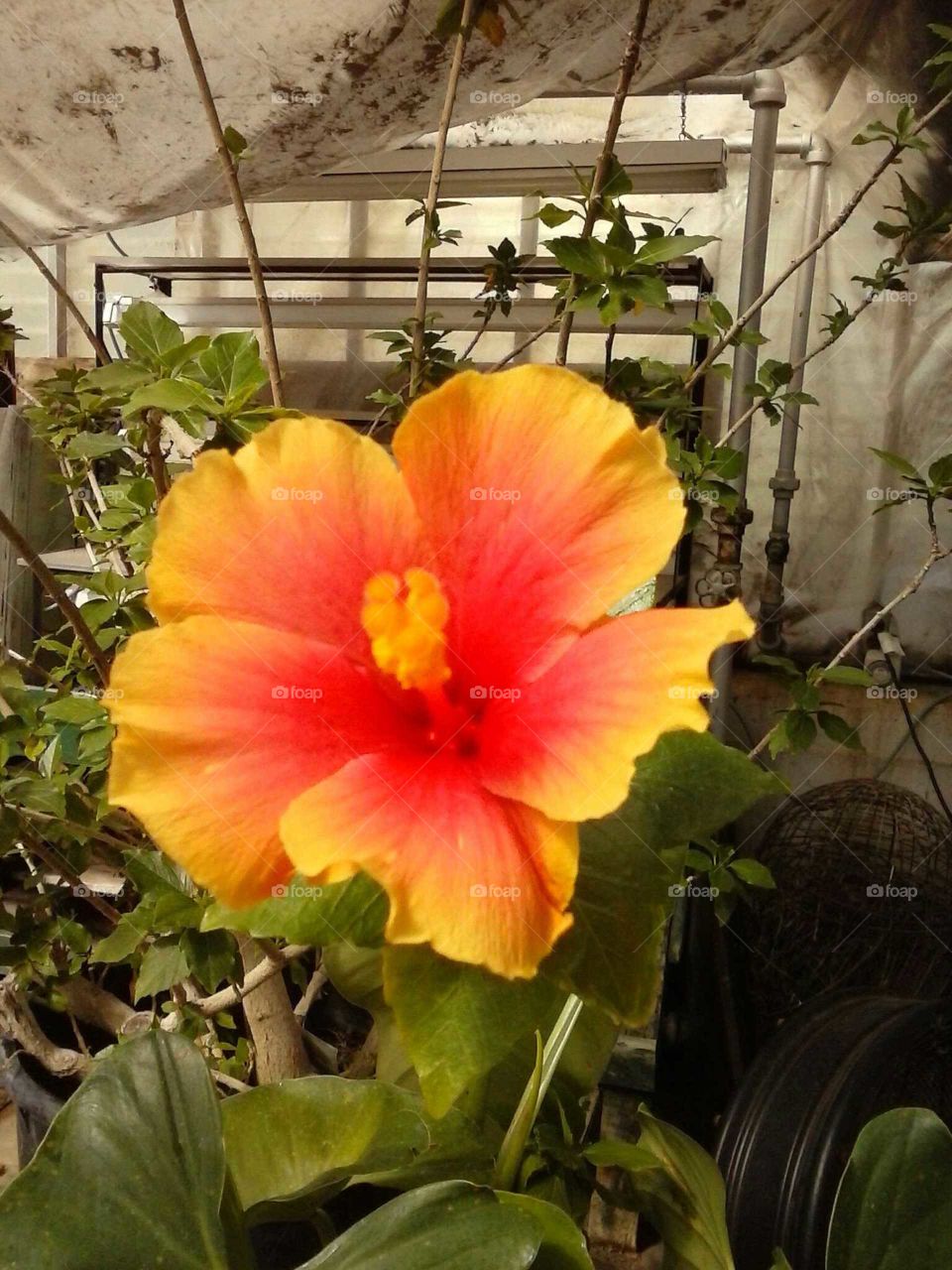 Hibiscus multicolored full bloom