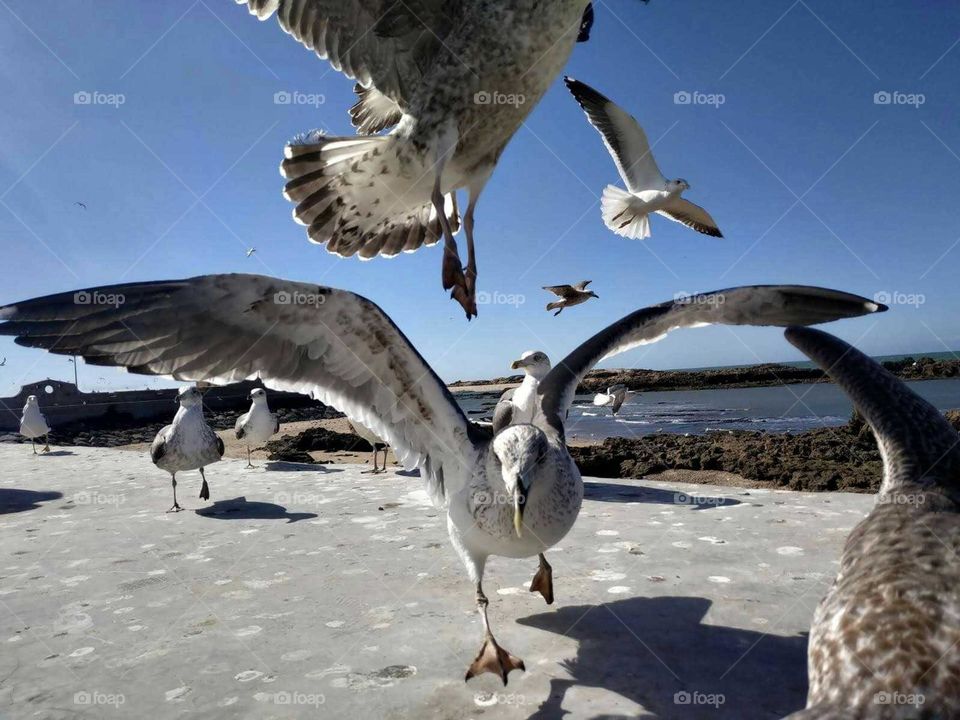 Beautiful flying Seaguls at essaouira city in Morocco