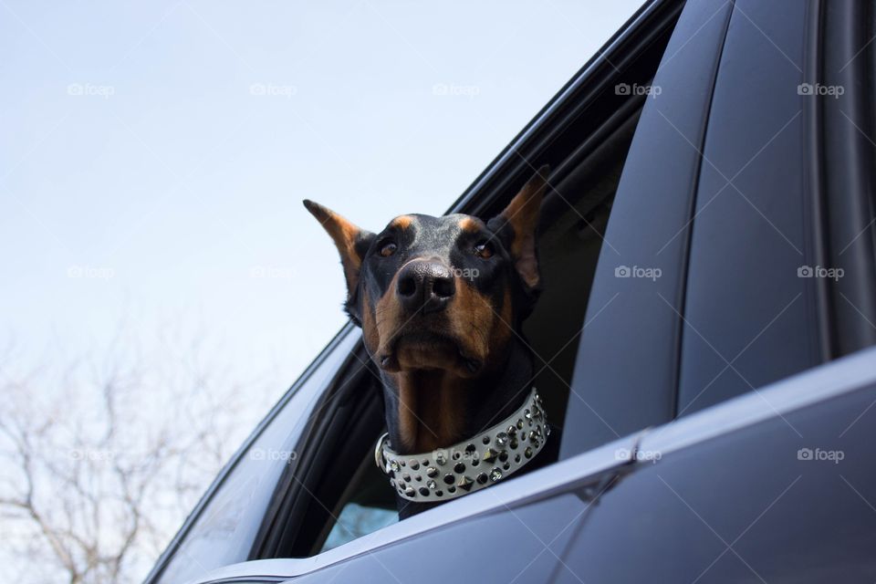 Doberman 